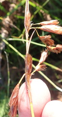 Thamnochortus glaber
