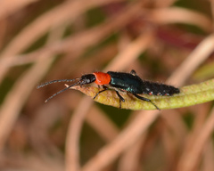 Carphurus cyanopterus