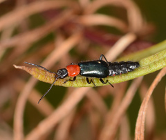Carphurus cyanopterus