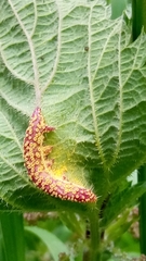 Puccinia urticata