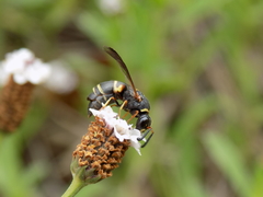 Euodynerus crypticus