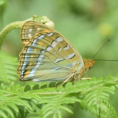 Argynnis kamala