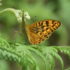 Argynnis kamala