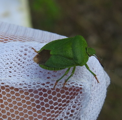 Palomena viridissima