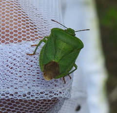 Palomena viridissima