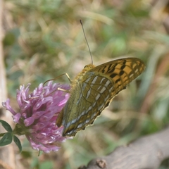 Argynnis kamala