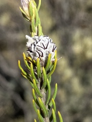 Phylica odorata