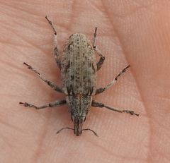 Asproparthenis punctiventris