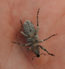 Asproparthenis punctiventris