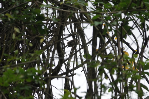 Blue-winged Minla (Actinodura cyanouroptera), photo 10