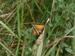 Thymelicus sylvestris
