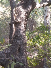 Varanus panoptes panoptes