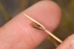 Amphiscirpus nevadensis