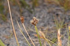 Amphiscirpus nevadensis