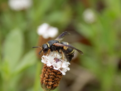 Euodynerus crypticus