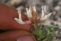 Astragalus monoensis