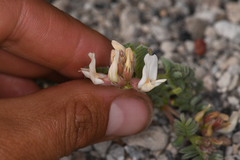 Astragalus monoensis