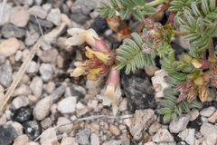 Astragalus monoensis