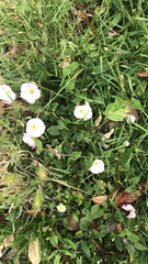 Convolvulus arvensis