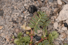 Astragalus monoensis