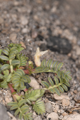 Astragalus monoensis