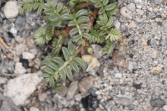 Astragalus monoensis