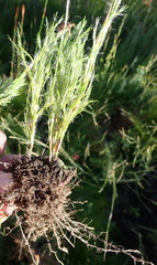 Thamnochortus glaber