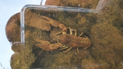 Austropotamobius pallipes