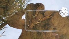 Austropotamobius pallipes