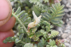 Astragalus monoensis