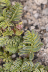 Astragalus monoensis