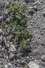 Astragalus monoensis