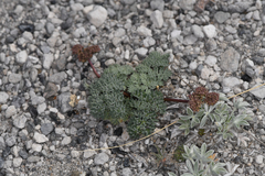 Cymopterus cinerarius