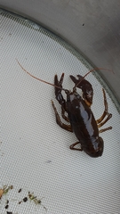 Austropotamobius pallipes