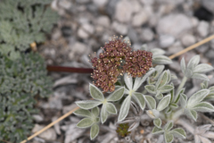 Cymopterus cinerarius
