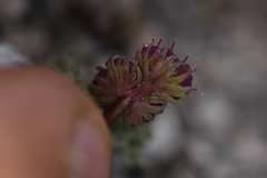 Cymopterus cinerarius