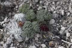 Cymopterus cinerarius