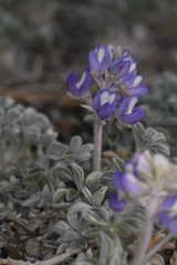 Lupinus duranii
