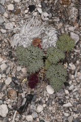 Cymopterus cinerarius