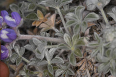 Lupinus duranii