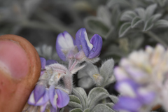 Lupinus duranii