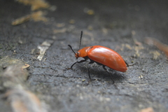 Strongylium hoepfneri