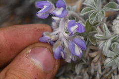 Lupinus duranii