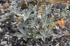 Lupinus duranii