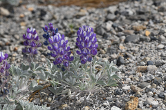 Lupinus duranii