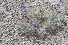 Lupinus duranii
