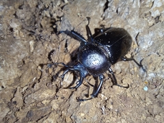 Streptocerus speciosus