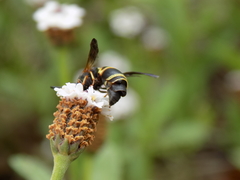 Euodynerus crypticus
