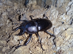 Streptocerus speciosus