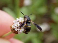 Euodynerus crypticus